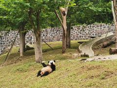 -都江堰中华大熊猫苑
