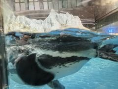 -帝企鹅自助餐厅•儿童岛•真企鹅(长隆企鹅酒店)