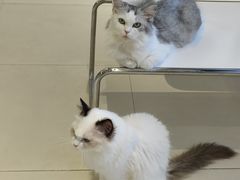 -怪兽屋·羊驼·猫咖·狗咖(俊华广场店)