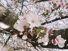 -上海辰山植物园
