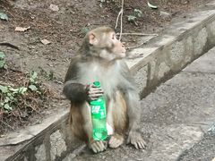 -黔灵山公园-南门售票处