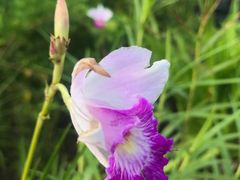 -武吉知马自然保护区