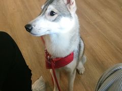 -Husky Go! 哈士奇体验馆·宠物咖啡厅狗咖