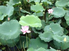 iphone_upload_pic-东莞市可园博物馆