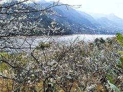 -广州市流溪河国家森林公园