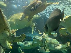 -上海海洋水族馆