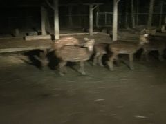 -清迈夜间动物园