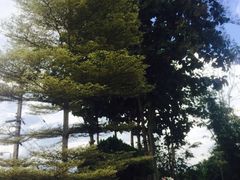 -黄色小屋