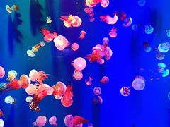 -成都浩海立方海洋公园