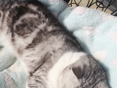 -瑞鹏宠物医院·骨科·猫科·内科(第一中心)