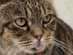 -喵园·猫主题咖啡厅·撸猫·猫咖(国贸店)