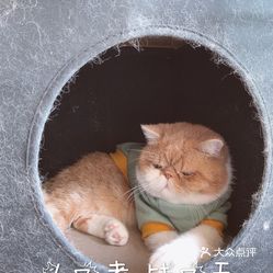 猫豆咖啡·猫咖的西瓜皮好不好吃？用户评价口味怎么样？深圳美食西瓜皮 