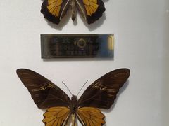 -上海昆虫博物馆