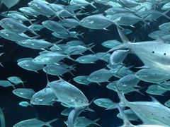 -上海海洋水族馆