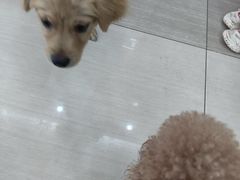 -全心全意连锁动物医院·微创中心·内科急重症·心脏专科(丰管路店)