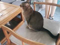 -喵屿·大理花园猫咖