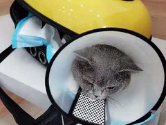 -瑞派福兴宠物医院犬猫全科·骨科·中西医结合(河东店)