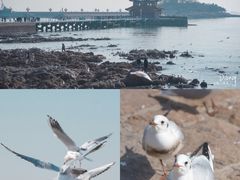 -青岛海滨风景区小鱼山