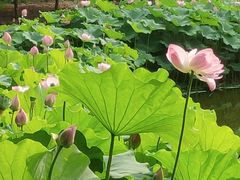 -陈家山荷花公园