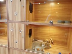-猫十亿·布偶金渐层·曼基康矮脚猫舍(青年路店)