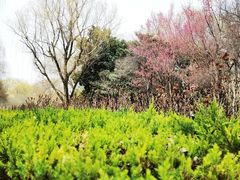 -洛阳市隋唐城遗址植物园
