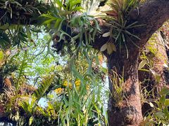-中国科学院西双版纳热带植物园