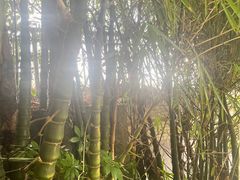 -神光山国家森林公园