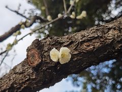 -无锡梅园公园