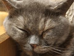 -猫小院猫主题咖啡厅(北锣店)