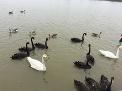 -艾溪湖湿地公园