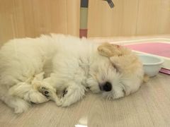 -momokira米努特·德文卷毛猫·棉花面纱犬