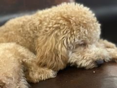 -宠福鑫康馨动物医院·骨科·眼科