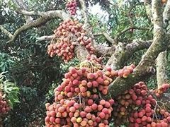 -从化深英荔枝黄皮龙眼采摘园