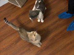 -Meowの猫咖(万家丽店)