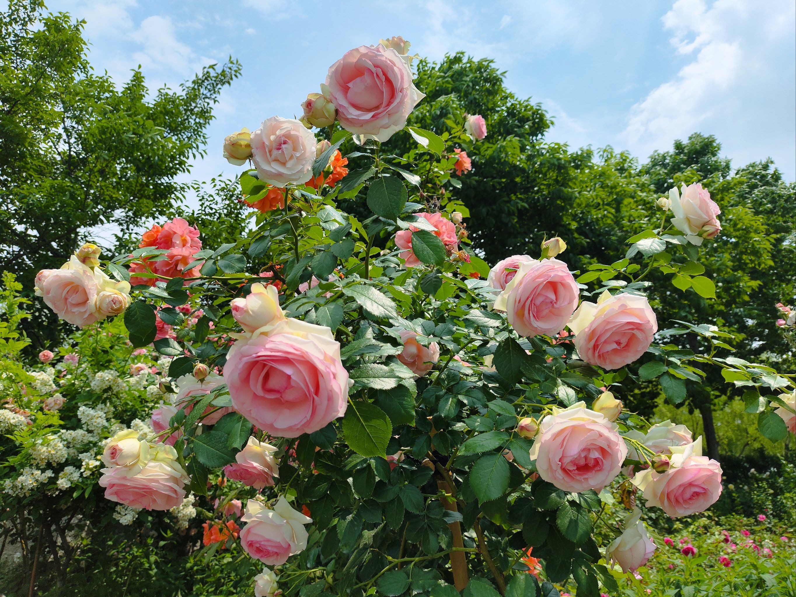 月季花海,我在等你