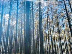 -塞罕坝国家级自然保护区