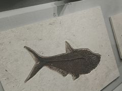 -湖南省地质博物馆