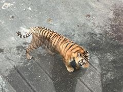 -大连森林动物园