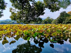 -西湖外事游船(花港观鱼码头)