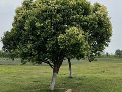 -汉长安城未央宫国家考古遗址公园