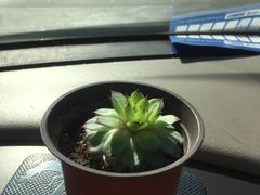 -院落创意菜