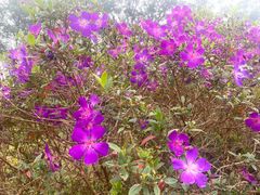 -风云岭森林公园