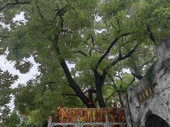 -大槐树寻根祭祖园