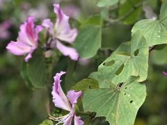 -梧桐山风景名胜区