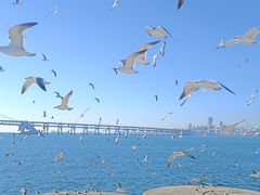 -星海湾跨海大桥