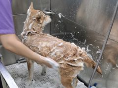 -北京观赏动物医院·24小时大型综合·猫专科·异宠专科