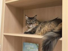 -谐和益家动物医院·免疫绝育·血液透析·宠保定点医院(高新伊藤分院)