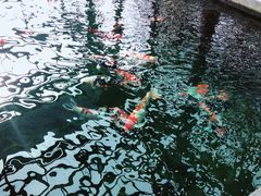 -观唐（国际）度假村温泉
