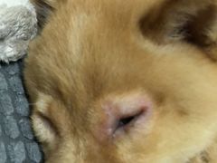 -致善宠物医院(体育路店)