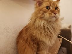 -猫腻·猫咖·撸猫馆(星光大道店)